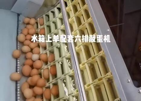 水箱上蛋配套六排敲蛋机