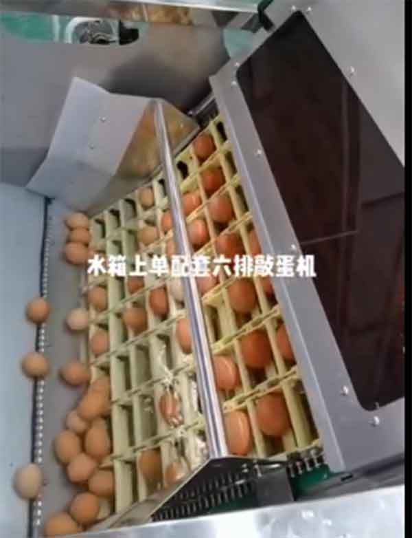 水箱上蛋配套六排敲蛋机