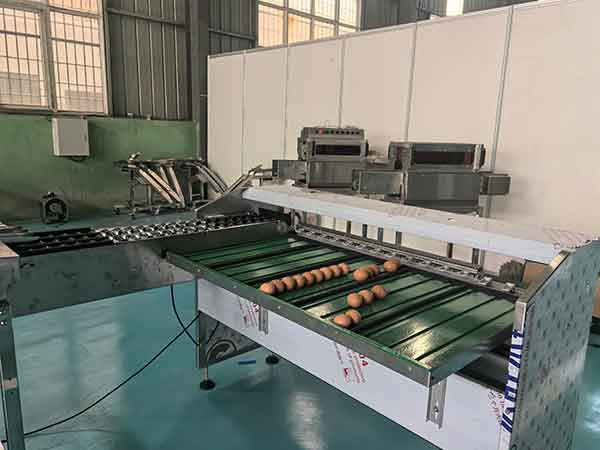 鸡蛋分级生产线 鸡蛋分级生产线